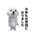 1年中使える白い犬2（個別スタンプ：39）