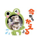 カールとドルチェ2（個別スタンプ：6）