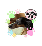 カールとドルチェ2（個別スタンプ：15）