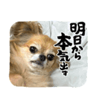 マシュスタンプ4（個別スタンプ：4）