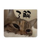 てんざるはっさくの日常（個別スタンプ：1）