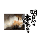 てんざるはっさくの日常（個別スタンプ：5）