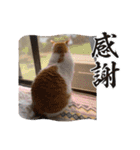 てんざるはっさくの日常（個別スタンプ：11）