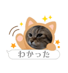 てんざるはっさくの日常（個別スタンプ：12）