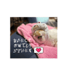 てんざるはっさくの日常（個別スタンプ：13）