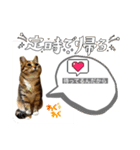 てんざるはっさくの日常（個別スタンプ：16）