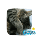 あんずちゃん其の14（個別スタンプ：11）