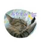 あんずちゃん其の14（個別スタンプ：12）