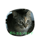 あんずちゃん其の14（個別スタンプ：16）