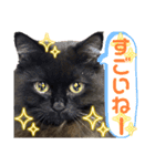 黒猫 ルナ院長159にゃんめ（個別スタンプ：1）