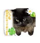 黒猫 ルナ院長159にゃんめ（個別スタンプ：2）