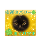 黒猫 ルナ院長159にゃんめ（個別スタンプ：6）