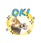 癒しのネコズ①（個別スタンプ：2）