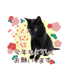 猫たちの年末年始2（個別スタンプ：4）