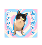 猫たちの年末年始2（個別スタンプ：5）