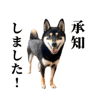 【ゆる〜い敬語】改・ありのままの柴犬（個別スタンプ：12）