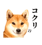 【ゆる〜い敬語】改・ありのままの柴犬（個別スタンプ：14）