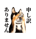 【ゆる〜い敬語】改・ありのままの柴犬（個別スタンプ：17）