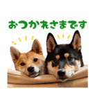 【ゆる〜い敬語】改・ありのままの柴犬（個別スタンプ：24）