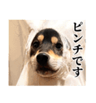 【ゆる〜い敬語】改・ありのままの柴犬（個別スタンプ：25）