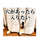 【ゆる〜い敬語】改・ありのままの柴犬（個別スタンプ：26）