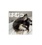 動く！愛犬ちょこのほんわかスタンプ（個別スタンプ：3）