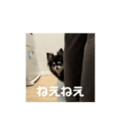 動く！愛犬ちょこのほんわかスタンプ（個別スタンプ：4）