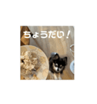 動く！愛犬ちょこのほんわかスタンプ（個別スタンプ：7）