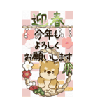 【Big】柴犬 『お祝いの言葉』2025（個別スタンプ：2）