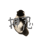 meme's stamp ver.3（個別スタンプ：1）