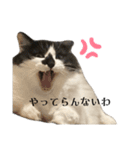 meme's stamp ver.3（個別スタンプ：3）