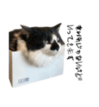 meme's stamp ver.3（個別スタンプ：6）