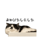 meme's stamp ver.3（個別スタンプ：7）