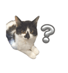 meme's stamp ver.3（個別スタンプ：10）