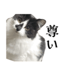 meme's stamp ver.3（個別スタンプ：14）