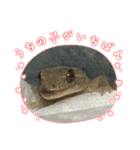 ヤモリのおはぎ（個別スタンプ：1）