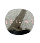 ヤモリのおはぎ（個別スタンプ：3）