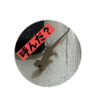 ヤモリのおはぎ（個別スタンプ：4）