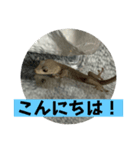 ヤモリのおはぎ（個別スタンプ：5）