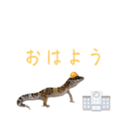 だいすけ＆チョロ（個別スタンプ：6）