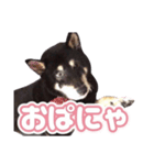 黒柴ぴーたよ（個別スタンプ：1）