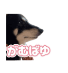 黒柴ぴーたよ（個別スタンプ：3）
