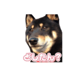 黒柴ぴーたよ（個別スタンプ：4）