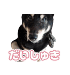 黒柴ぴーたよ（個別スタンプ：5）
