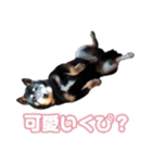 黒柴ぴーたよ（個別スタンプ：6）