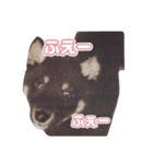 黒柴ぴーたよ（個別スタンプ：7）