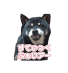 黒柴ぴーたよ（個別スタンプ：8）