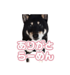 黒柴ぴーたよ（個別スタンプ：10）