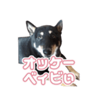 黒柴ぴーたよ（個別スタンプ：11）