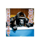 お風呂に入るゴリラさん（個別スタンプ：4）